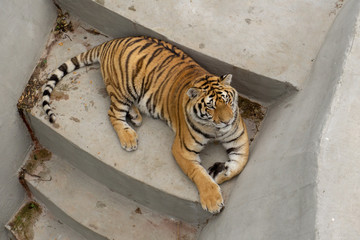 tiger at the zoo
