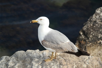 seagull on the rock