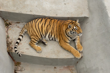 tiger at the zoo
