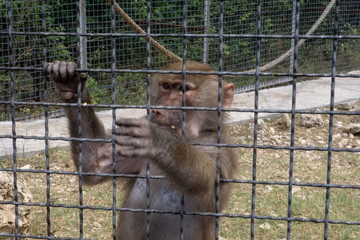 monkey at the zoo
