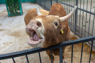 cow at the zoo