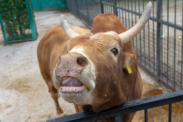 cow at the zoo
