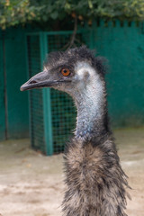 ostrich at the zoo