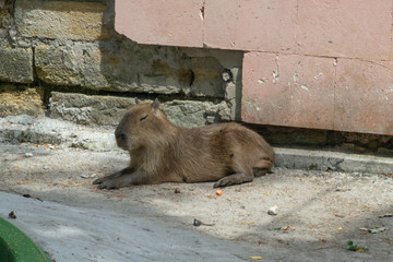 capybara at the zoo