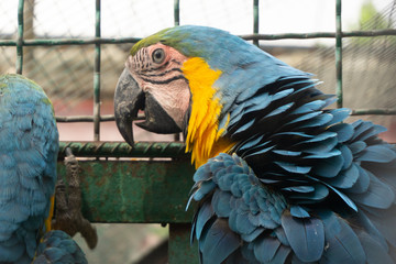 parrot at the zoo
