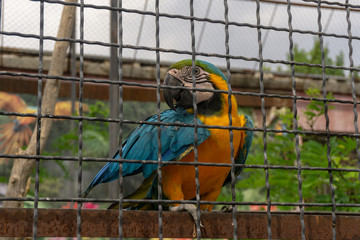 parrot at the zoo