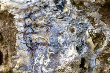 Harz auf Baum, blau zäh flüssig