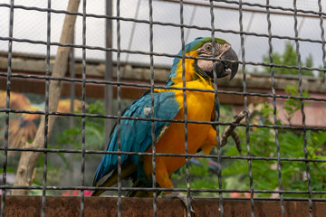parrot at the zoo