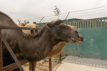 camel at the zoo