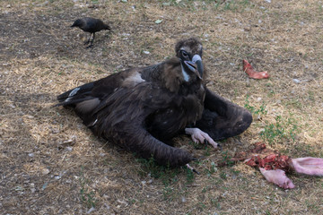 vulture at the zoo