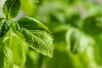 Fresh basil leaves. Healthy Eating.