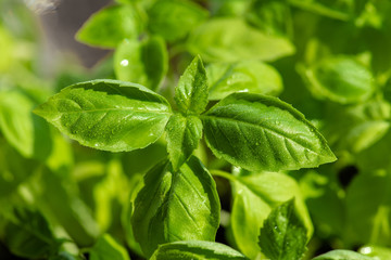 Fresh basil leaves. Healthy Eating.