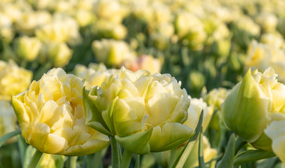Kwitnące pole tulipanów, wiosne w Holandii Północnej - obrazy, fototapety, plakaty