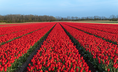 Kwitnące pole tulipanów, wiosna w Holandii Północnej.