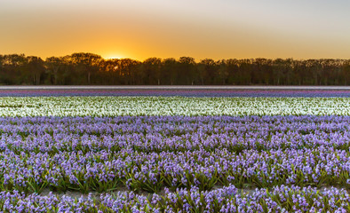 Kwitnące pole hiacyntów, wiosna w Holandii Północnej.