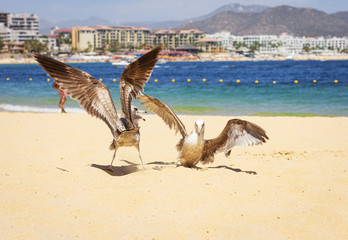 Seagulls on the beach. Birds on sand background.