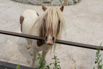 horse at the zoo