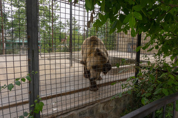 bear at the zoo