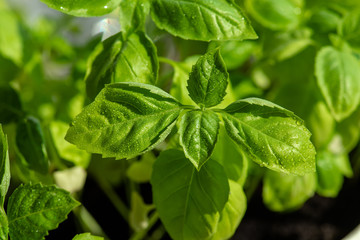 Fresh basil leaves. Healthy Eating.