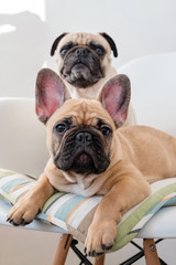 Happy pets pug dog and french bulldog sitting on a chair looking at the camera. Dogs are waiting for food in the kitchen