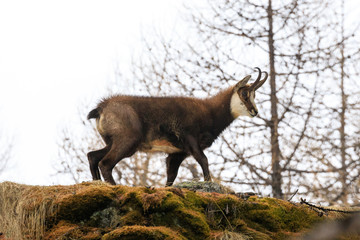 camoscio nel parco nazionale del Gran Paradiso