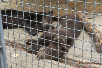 little bears at the zoo