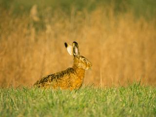 hare in the grass