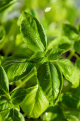 Fresh basil leaves. Healthy Eating.