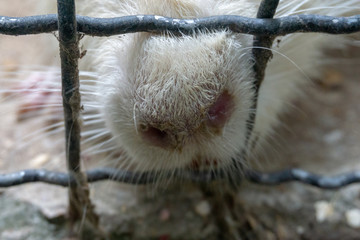 rabbit nose in cage