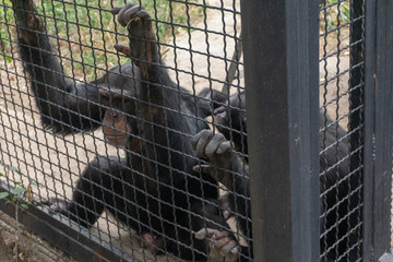 chimpanzees at the zoo