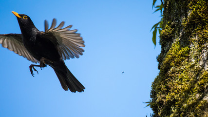 Amsel im Flug