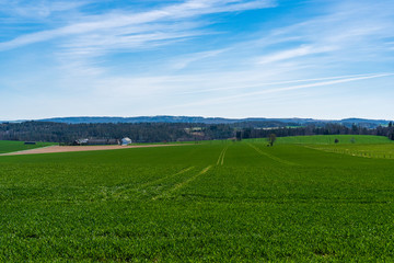 Obraz premium green field of wheat with trees in the background and beautiful sky