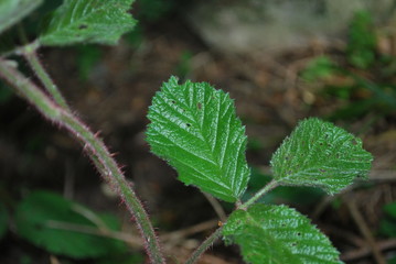close up of a leaf