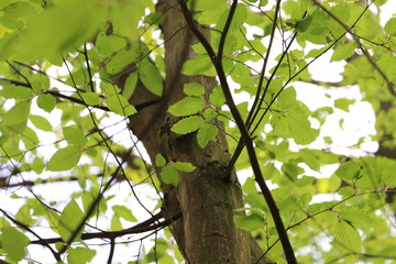 Bäume in der Dölauer Heide