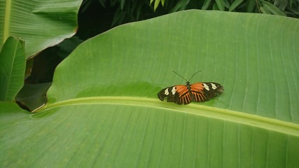 bug on leaf