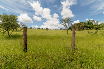 Brazilian Fields