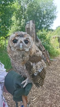 Baby Tawny Owl