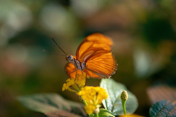 Schmetterlinge