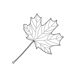 Plane tree leaf, illustration, design. Outline drawing. Black contour. Leaf can be painted in any color.