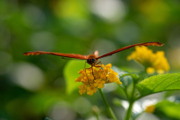 Schmetterlinge