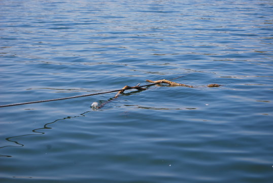 Wood in the water