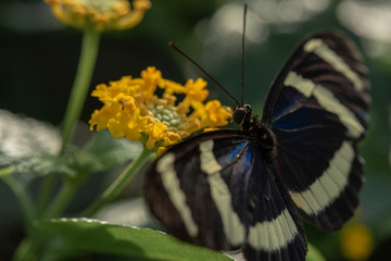 Schmetterlinge