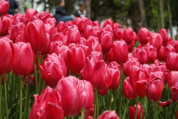 Fototapeta premium red tulips in the garden