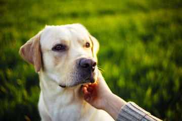 Closeup of a woman's hand pet the happy dog on the green field on the sunset. Cheerful labrador retriever sits on the grass with his owner. Home pet play and walk concept.