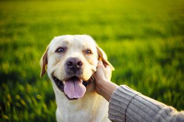 Closeup of a woman's hand pet the happy dog on the green field on the sunset. Cheerful labrador retriever sits on the grass with his owner. Home pet play and walk concept.