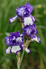 Iris flower close-up on a blurred background