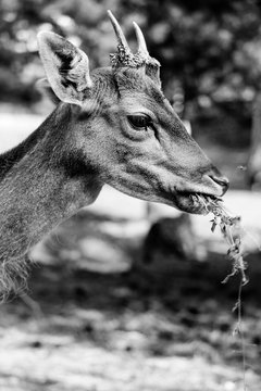 Close-up Of Deer Eating Plant On Field