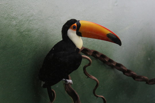 tucano di profilo
