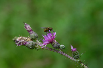 Fliege auf einer Diestel