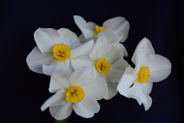 Fototapeta premium White-yellow daffodils on a dark background